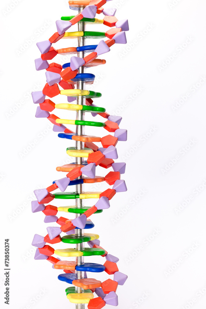 Artificial DNA model isolated on white background Stock Photo | Adobe Stock
