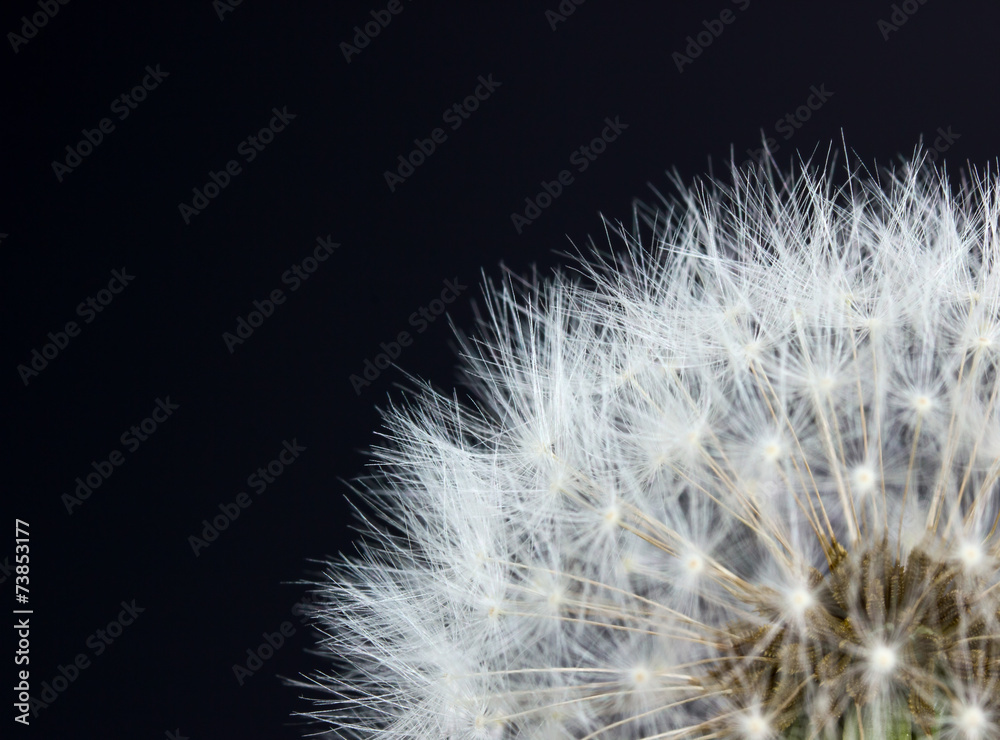 Obraz premium Closeup view of dandelion