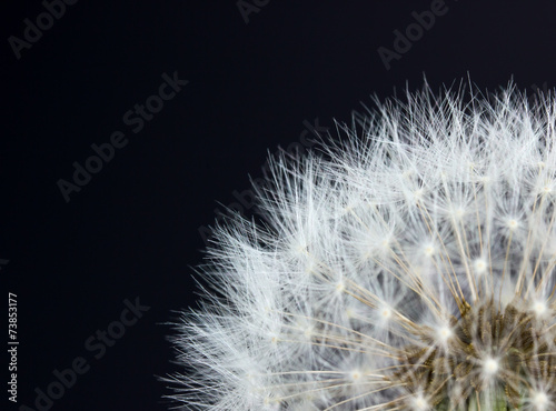 Closeup view of dandelion