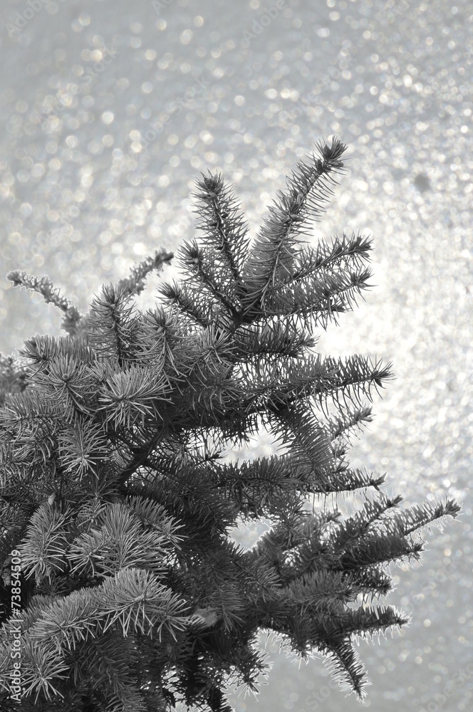New Year tree branches New Year tree branches