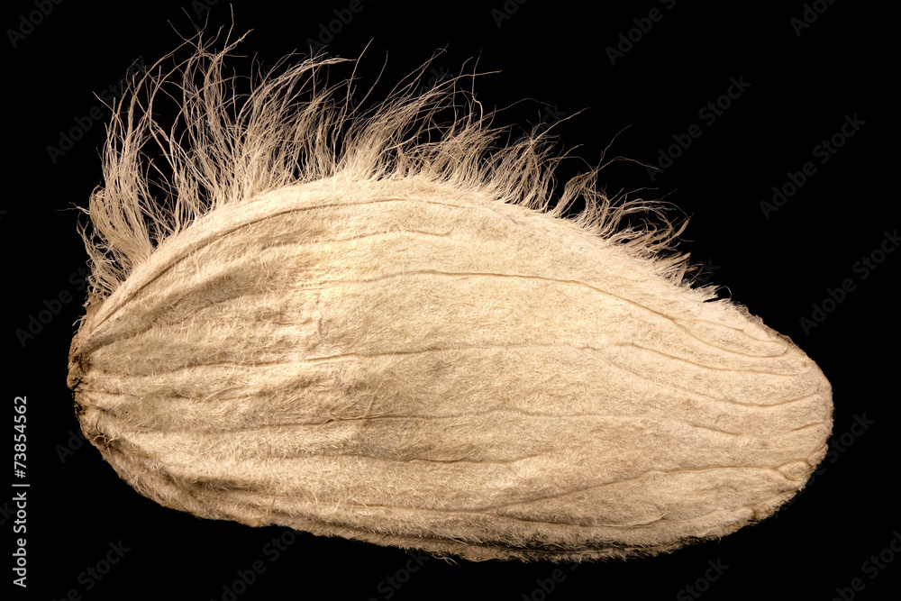 Mangokern StockFoto Adobe Stock