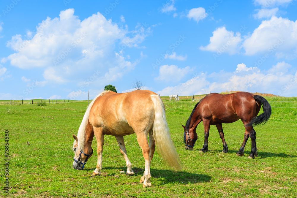 Two horses grazing on green meadow in summer, Poland