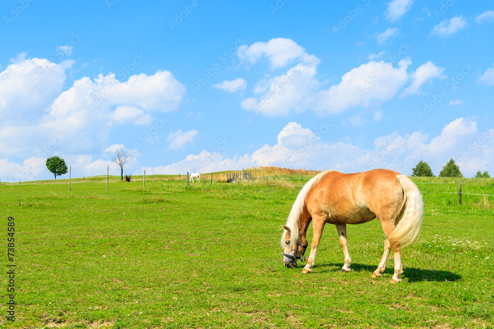 Horse grazing on green meadow on sunny summer day, Poland