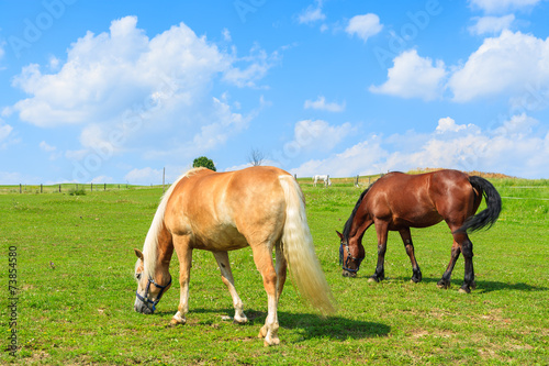 Two horses grazing on green meadow in summer, Poland
