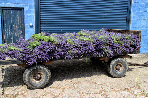 Fototapeta Naklejka Na Ścianę i Meble -  Vintage pushcart with bunches of purple lavender