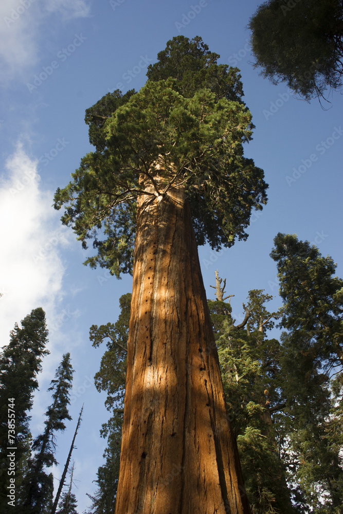 Fototapeta premium Giant Ancient Seqouia Tree Kings Canyon National Park