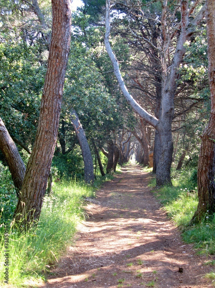 Fototapeta premium A footpath in the forest of Veli Rat on Dugi Otok