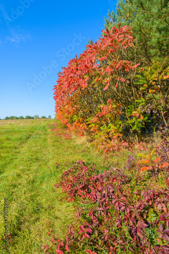 Colorful leaves of trees in autumn season, Poland