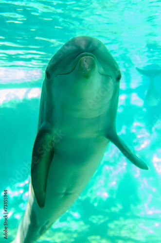 Foto auf Alu-Dibond Delphin posiert für die Kamera unter Wasser -  Nikkel-Art.de