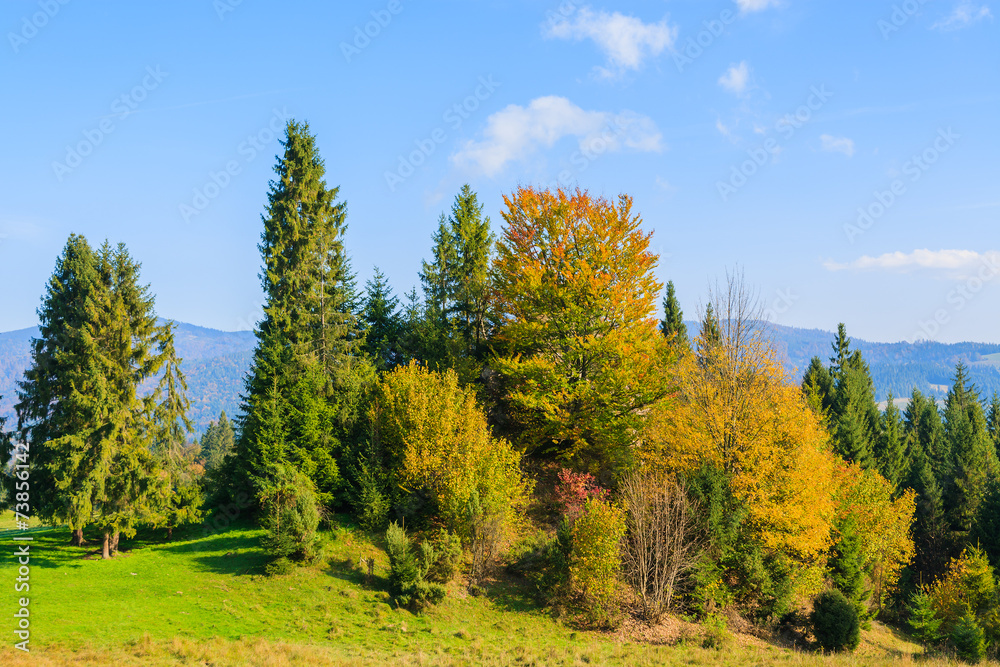 Autumn color leaves on trees in Pieniny Mountains, Poland Autumn color leaves on trees in Pieniny Mountains, Poland