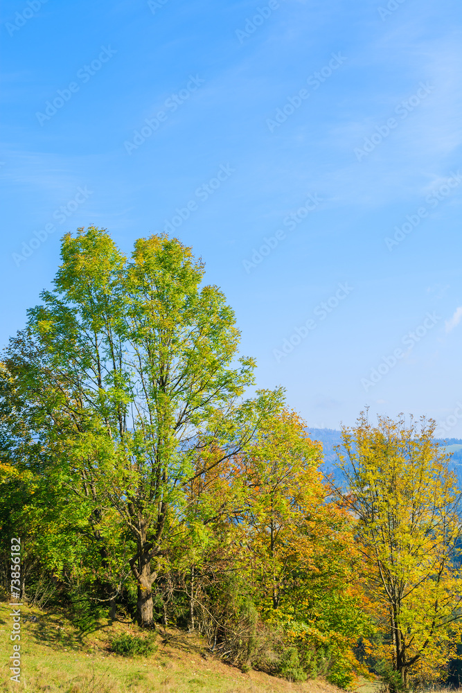 Trees on green field in Pieniny Mountains in autumn, Poland Trees on green field in Pieniny Mountains in autumn, Poland