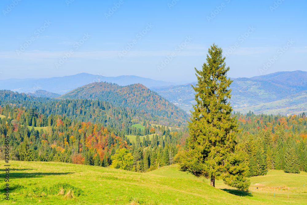 Obraz premium Tree on green meadow in Pieniny Mountains in autumn, Poland