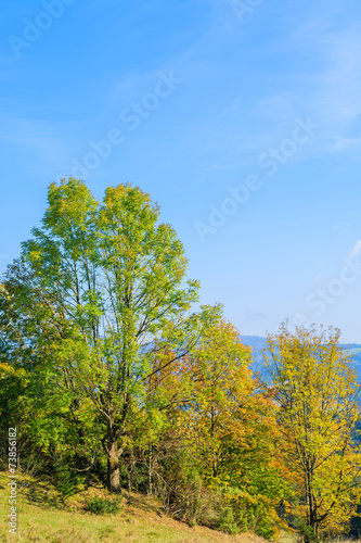 Trees on green field in Pieniny Mountains in autumn, Poland