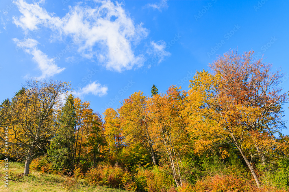 Colorful trees in autumn season in Pieniny Mountains, Poland Colorful trees in autumn season in Pieniny Mountains, Poland