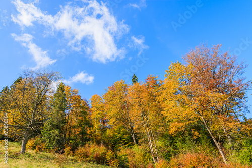 Colorful trees in autumn season in Pieniny Mountains  Poland