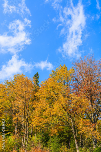Fototapeta Naklejka Na Ścianę i Meble -  Colorful trees in autumn season in Pieniny Mountains, Poland