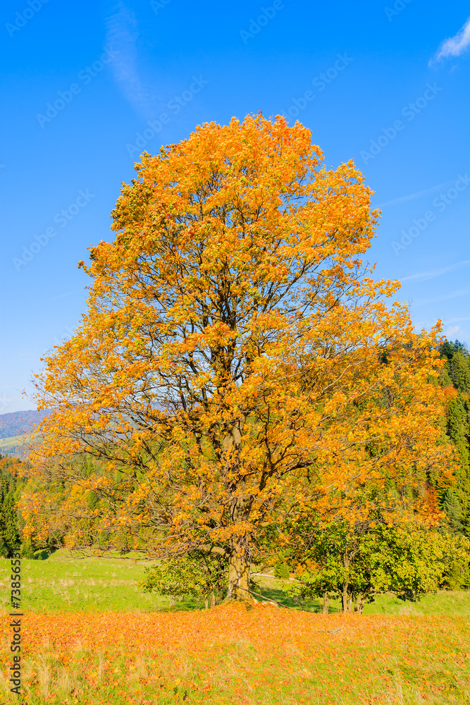 Naklejka premium Yellow leaves on tree in autumn time, Pieniny Mountains, Poland
