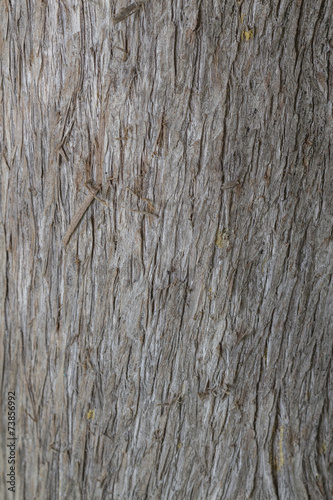 Cypress bark texture clouse up
