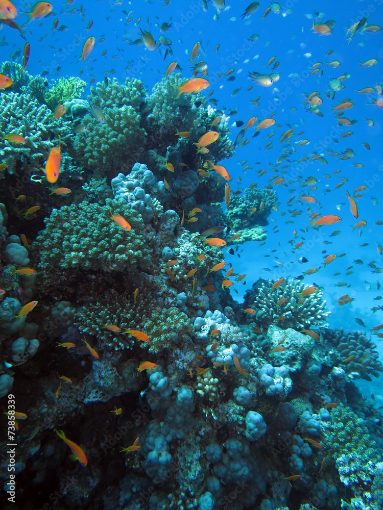 Fototapeta premium Korallengarten