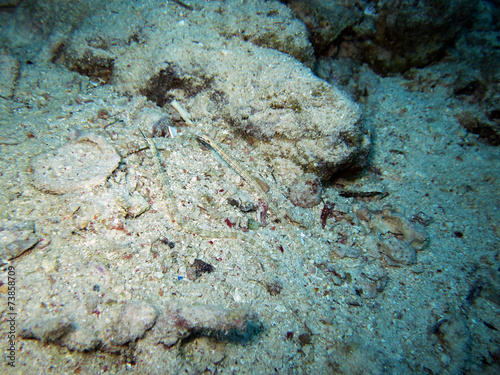 Netzseenadeln - Corythoichthys flavofasciatus photo