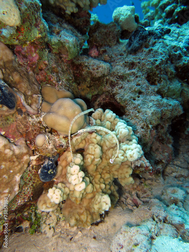 Netzseenadeln - Corythoichthys flavofasciatus photo