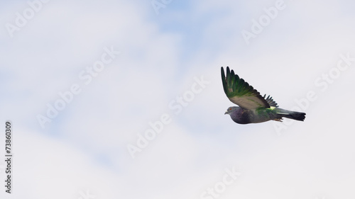 Paloma verde volando