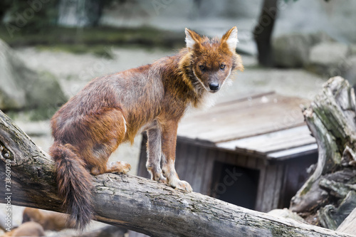 Red wolf photo