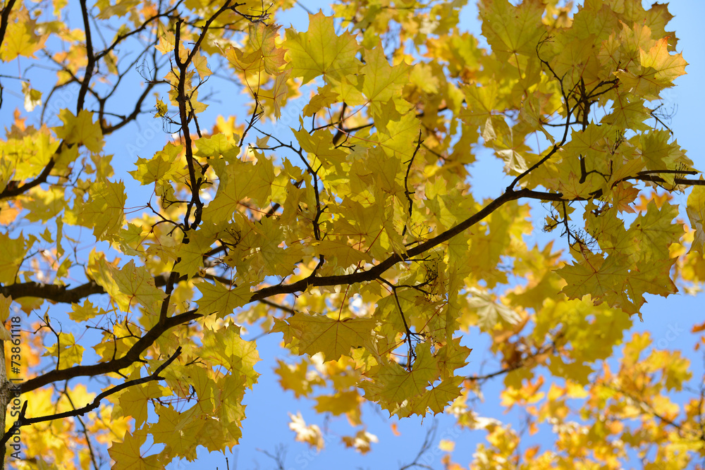 Obraz premium Autumn tree twigs on sky background