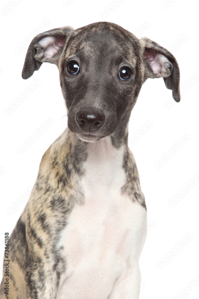 Whippet puppy