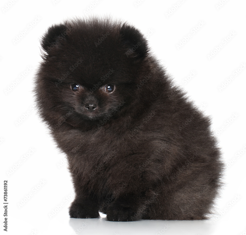 Obraz premium Young Spitz puppy