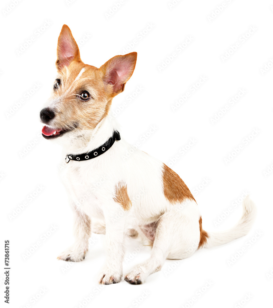 Funny little dog Jack Russell terrier, isolated on white