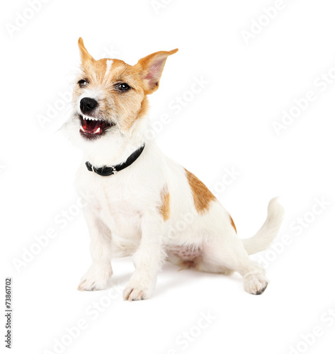 Funny little dog Jack Russell terrier, isolated on white