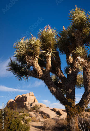 Joshua Tree Sunrise Cloud Landscape California National Park