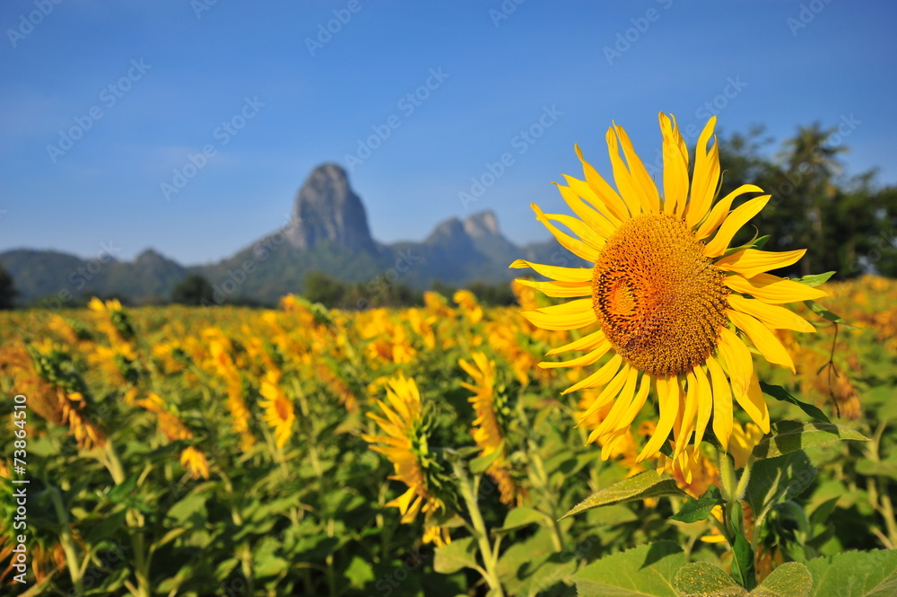Fototapeta premium Yellow Sunflowers in the Fields