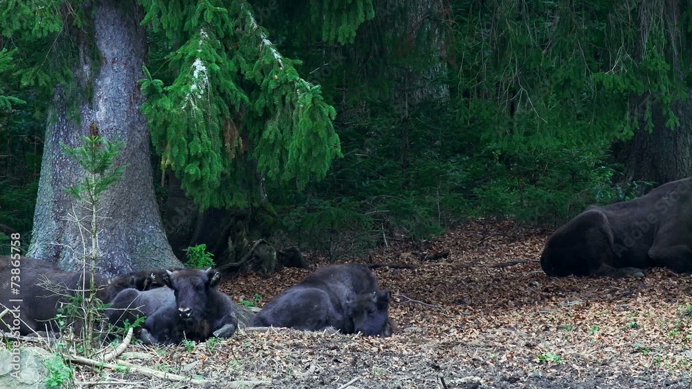 Wisent Wisent