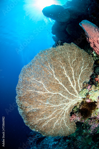 Foto Sea fan Annella mollis in Banda, Indonesia underwater