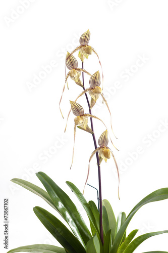 Fototapeta Naklejka Na Ścianę i Meble -  Paphiopedilum orchids flower.