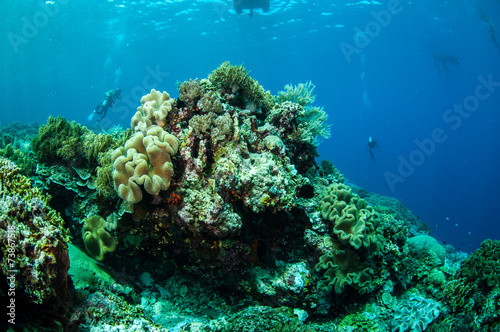 Divers, mushroom leather coral in Banda, Indonesia underwater photo