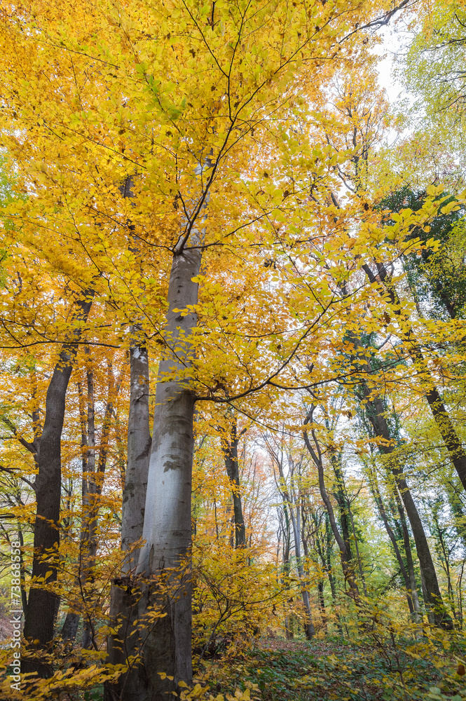 Fototapeta premium Autumnal landscape