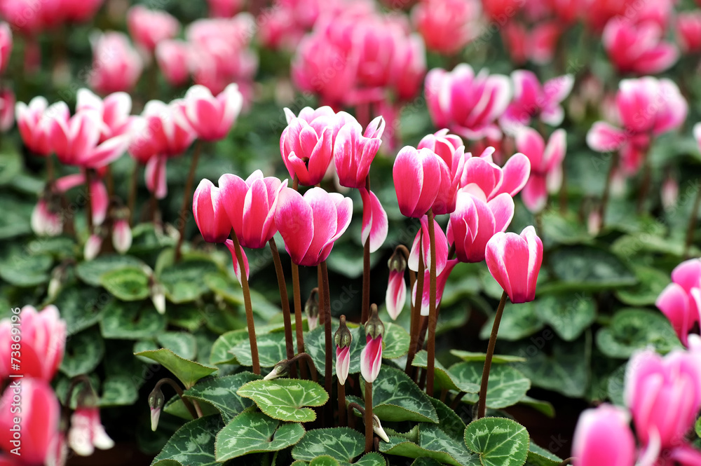 Obraz premium Variegated white and pink cyclamen flowers