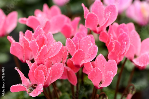 Colorful pink cyclamen flowers photo
