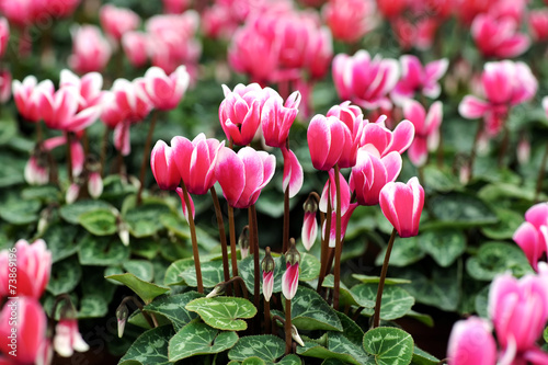 Variegated white and pink cyclamen flowers