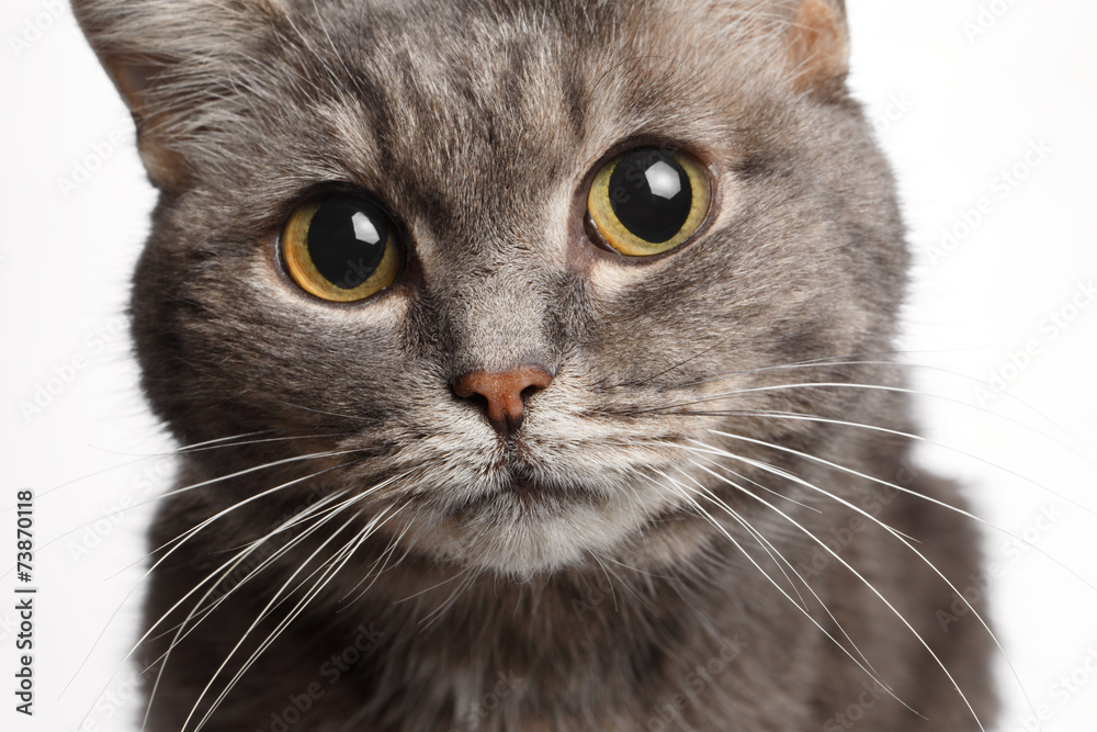 closeup gray cat with big round eyes Stock Photo Adobe Stock