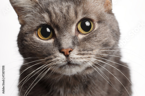 closeup gray cat with big round eyes
