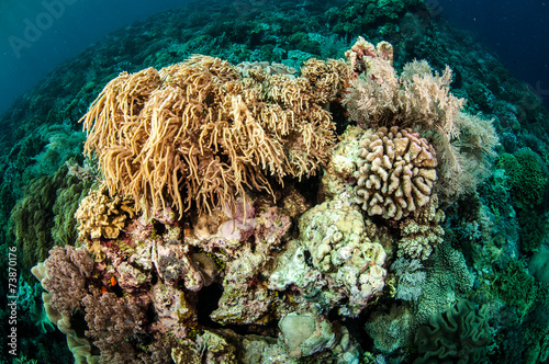 Fototapeta Naklejka Na Ścianę i Meble -  Mushroom leather coral in Banda, Indonesia underwater