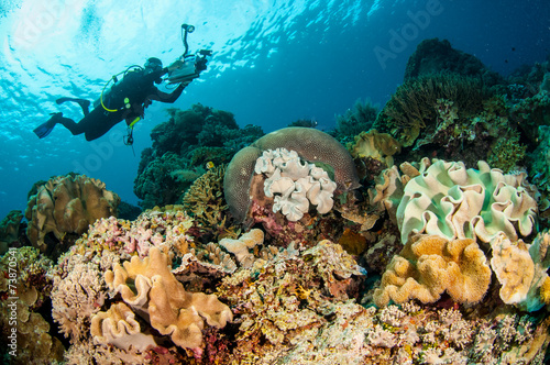 Divers  mushroom leather coral in Banda  Indonesia underwater