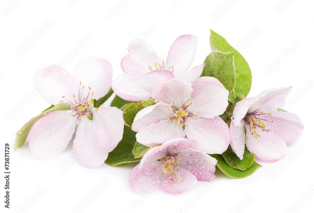 apple tree blossoms