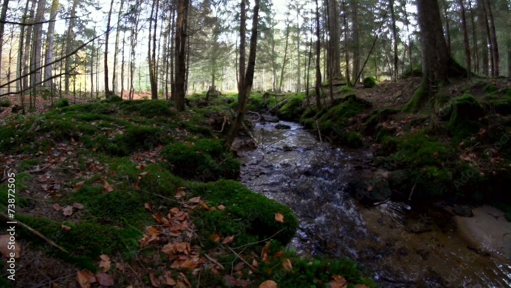 Bayrischer Wald Bayrischer Wald