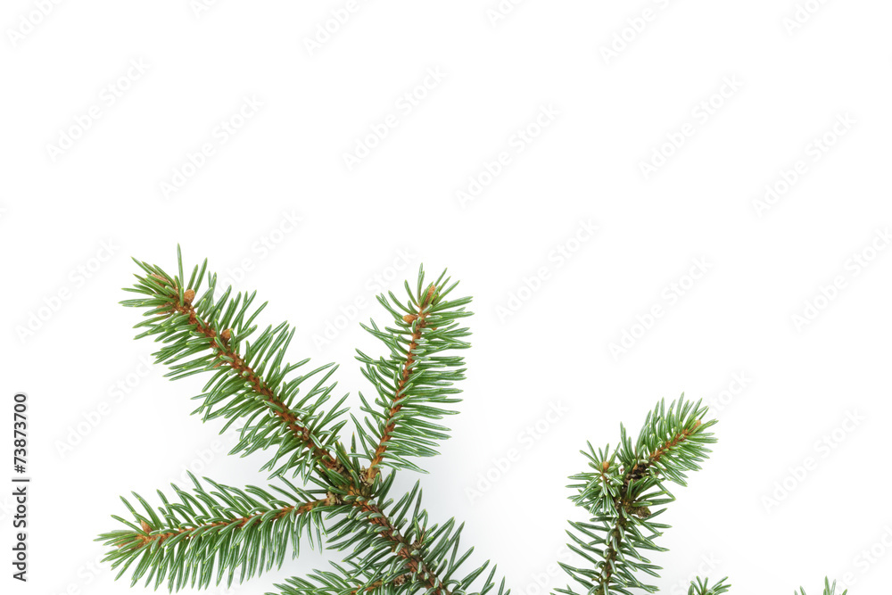 spruce twig on white background spruce twig on white background