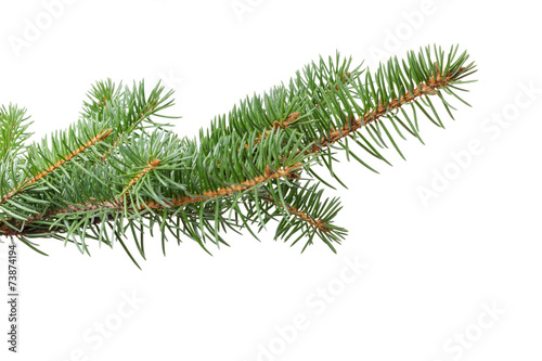 green fir branch for christmas